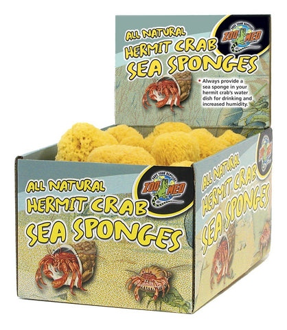Hermit Crab Natural Sponge for Water Dish - Live Hermit Crab